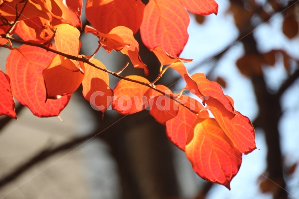 가을,단풍잎,단풍,fall,mapleleaf