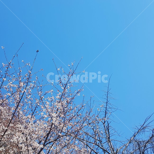 봄,벚꽃,하늘,파란하늘,파란색,힐링,푸른하늘,풍경