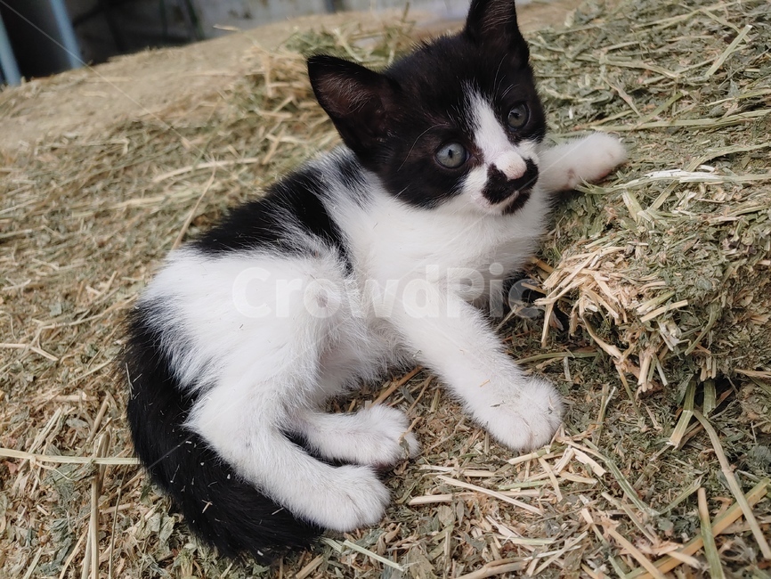 pet,animal,동물,cat,고양이,포유류,아기고양이,애기고양이,길냥이,아기길냥이,아기길고양이,새끼고양이,고양이새끼