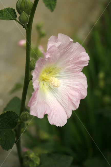 접시꽃,식물,flower,plants,nature,꽃,꽃봉오리,식물,자연,plants,nature,꽃,flower