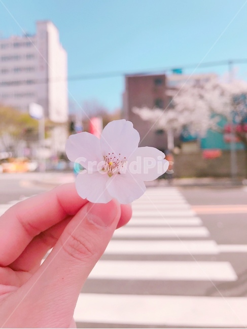 식물,flower,꽃,blossom,횡단보도