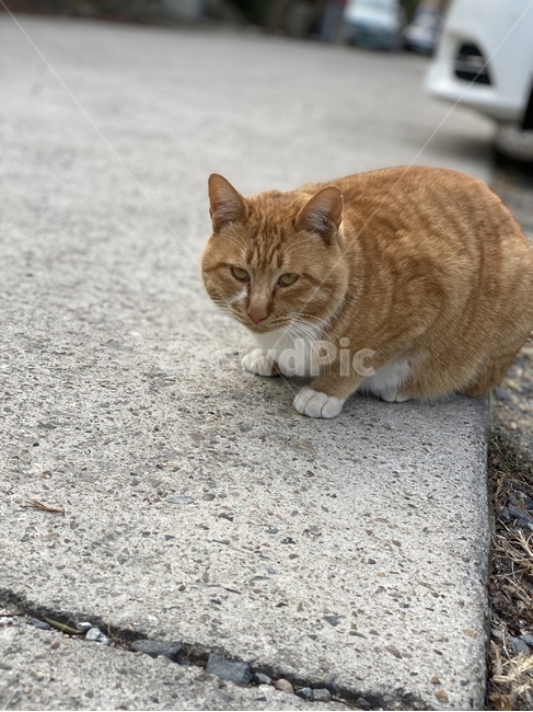 애완동물,cat,고양이,동물,pet