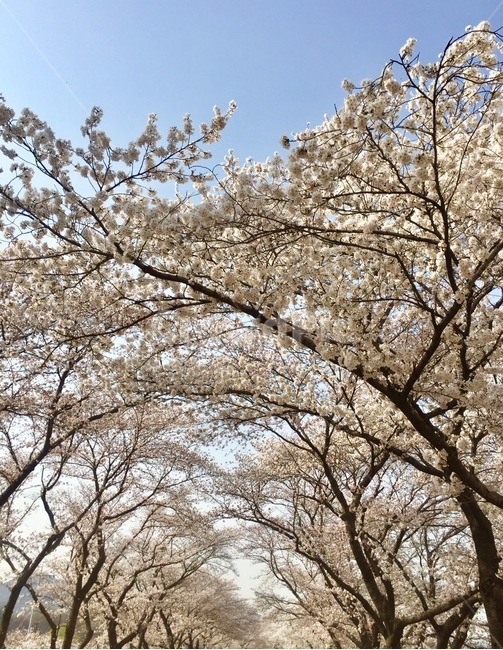 벚꽃,봄놀이,꽃구경,봄꽃,경주,봄,계절,spring,season,자연,풍경,nature,landscape,식물,plants,나무,trees,wood,plant