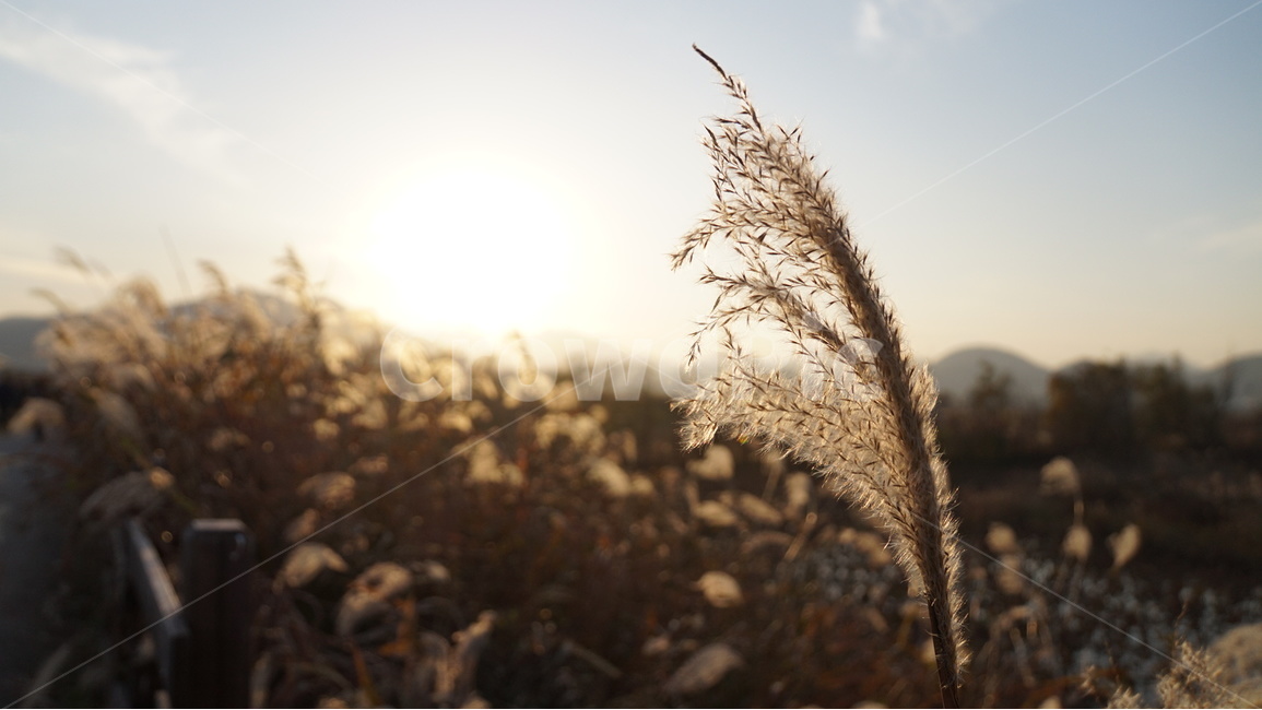 주남저수지,억새,철새,노을,해질녘,sunset,가을,계절,fall,autumn,season,식물,자연,plants,nature,grass,잔디,plant,lawn,reed,갈대