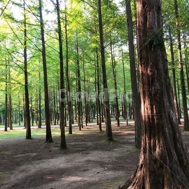 plant,식물,tree,나무,자연