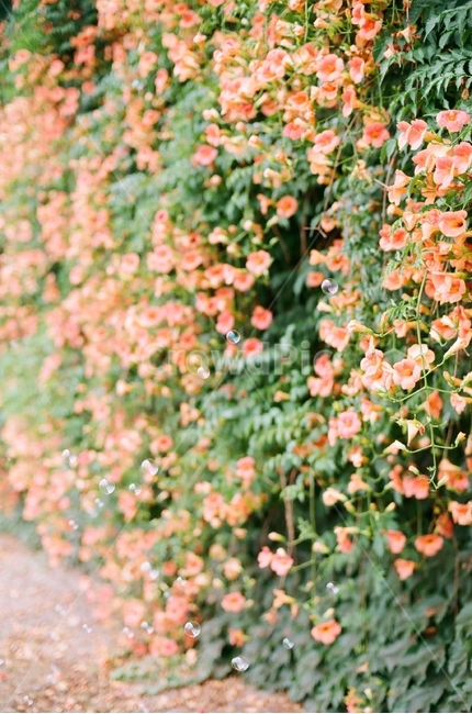 능소화,비눗방울,주황색,꽃,봄,여름,식물,자연,plants,nature,꽃,flower,감성,sensible,feeling