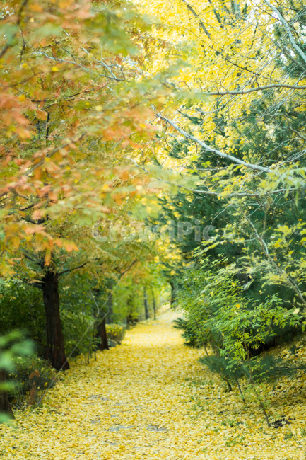 은행나무길,은행나무,나뭇잎,낙엽,낙엽길,감성,가을,계절,fall,autumn,season,자연,풍경,nature,landscape,path,통로,plant,식물,tree,나무