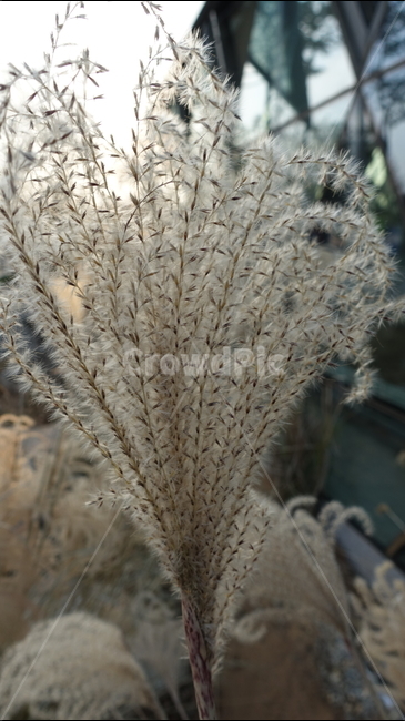 식물,plant,억새,갈대,가을