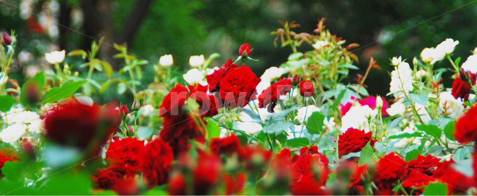 5월,장미,이곡장미공원,붉은장미,바람,식물,자연,plants,nature,꽃,flower