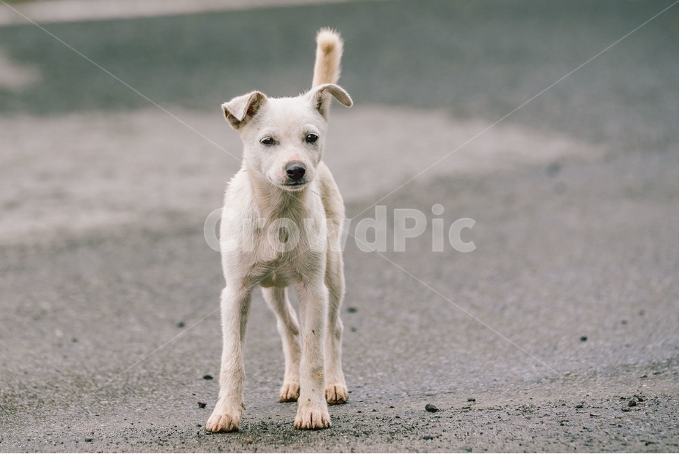 개,강아지,유기견,동물,dog,자연,귀여움,시골,동물,animal,포유류,mammal,개,강아지,dog,doggy