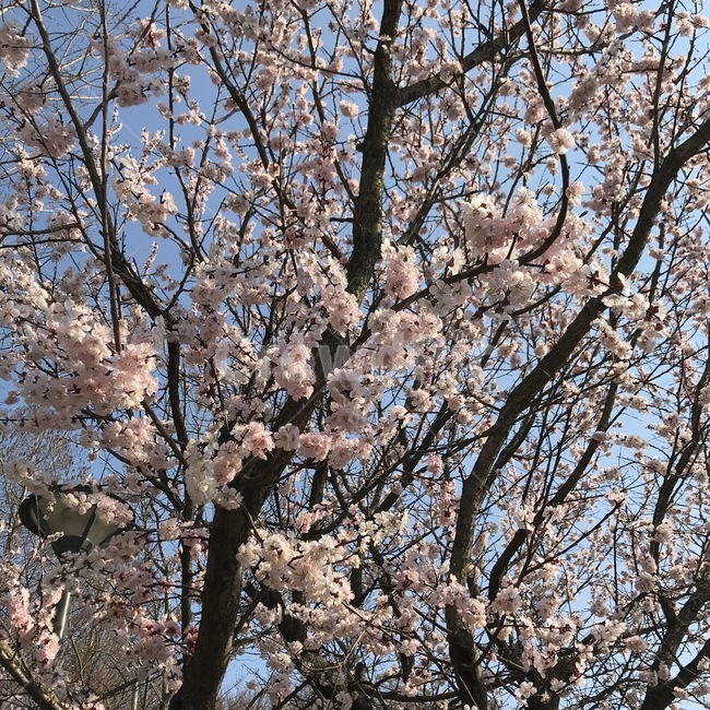벚꽃,꽃,봄,꽃구경,배경,봄,계절,spring,season,식물,자연,plants,nature,꽃,flower,plant,blossom
