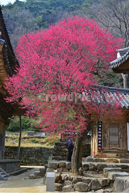 outdoors,옥외,architecture,건축물,building,건물,plant,식물,구례,화엄사,사찰,절,불교,유적지,문화재,경치,경관,풍경,홍매화,흑매,화엄사홍매화