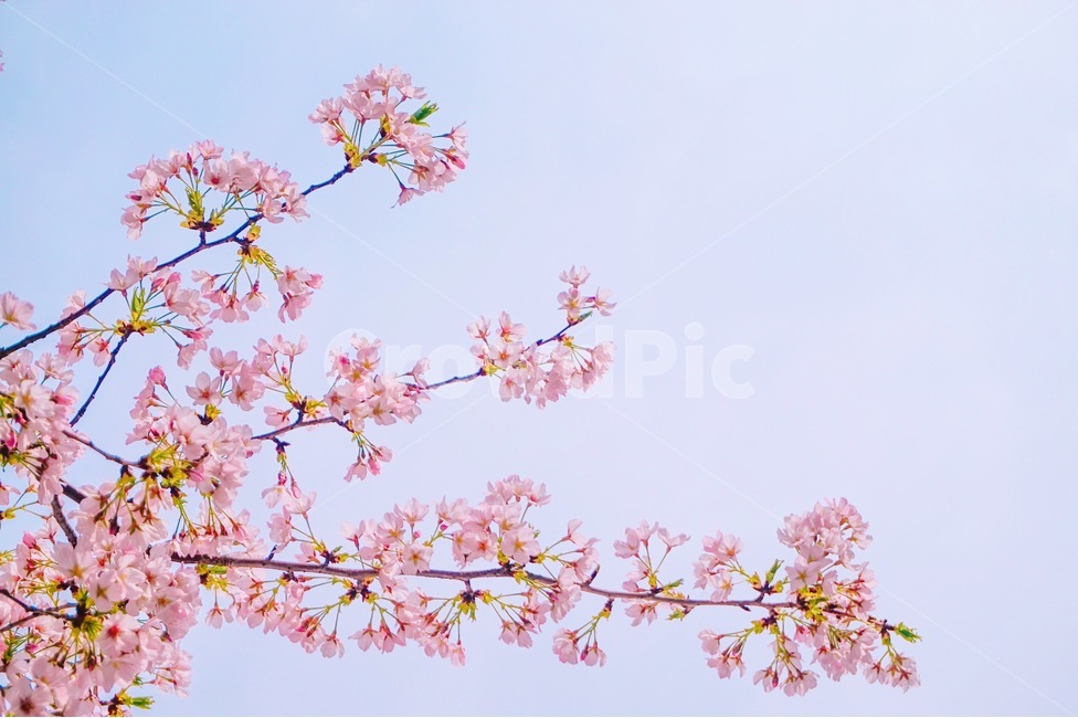 꽃,벚꽃,벚꽃나무,나무,봄,봄,계절,spring,season,식물,자연,plants,nature,꽃,flower,감성,sensible,feeling,색깔,색상,색채,색감,color sense,color sensitivity,feeling of color,plant,blossom