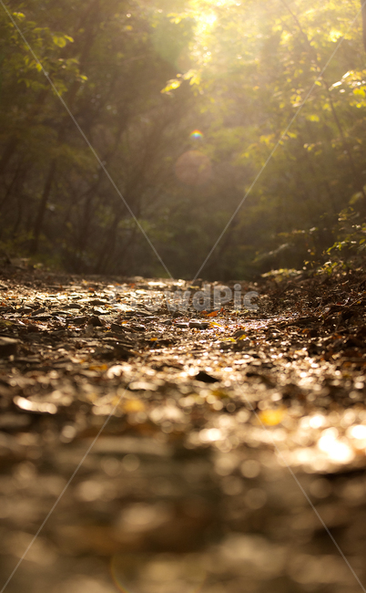 자연,흙,산길,숲속,ground,바닥,flare,플레어,light,빛,자연,풍경,nature,landscape,휴식,힐링,rest,relaxation,healing