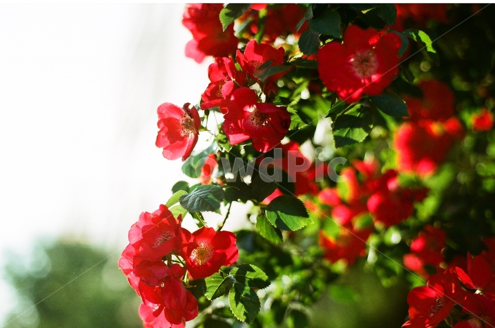 식물,꽃,명자나무,붉은꽃,빨간꽃,봄,spring,flower,redflower
