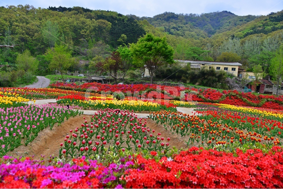 무등산,동적골,튤립축제,철쭉,패턴,봄,계절,plant,식물,flower,blossom,꽃,tulip,튤립