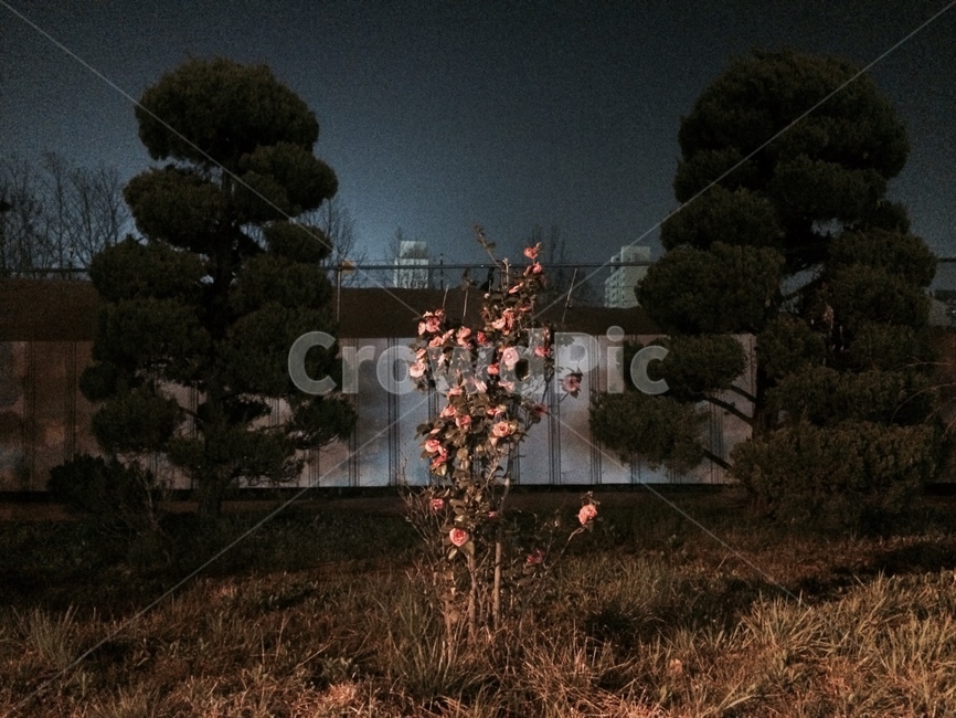 장미,밤,꽃,장미꽃,은은함,저녁,어두움,분위기