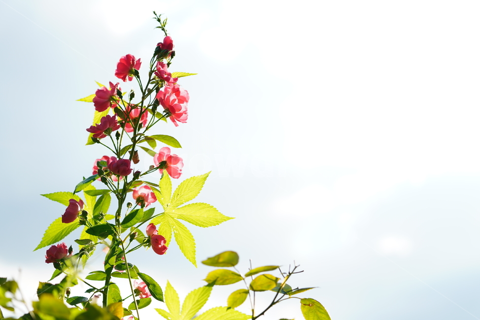 꽃,식물,생물,플라워,flower,plant,식물,자연,plants,nature,꽃,flower