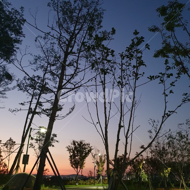 노을,자연,나무,공원,실루엣,nature,outdoors,tree