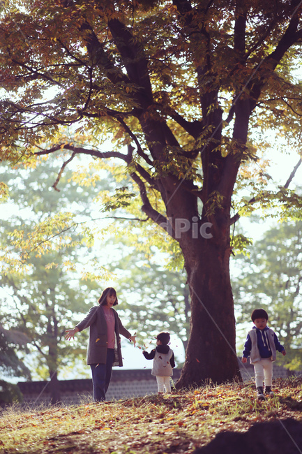 가을,가족,아이,낙엽,나무,행복,가을,계절,fall,autumn,season,사람,인물,인간,human,person,가족,패밀리,family,tree,plant,식물,hand,손,holding hands,손을 잡고