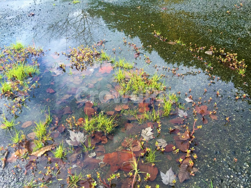 낙엽,이끼,잡초,웅덩이,도로,가을,계절,fall,autumn,season,nature,자연,outdoors,옥외,land,땅,water,물