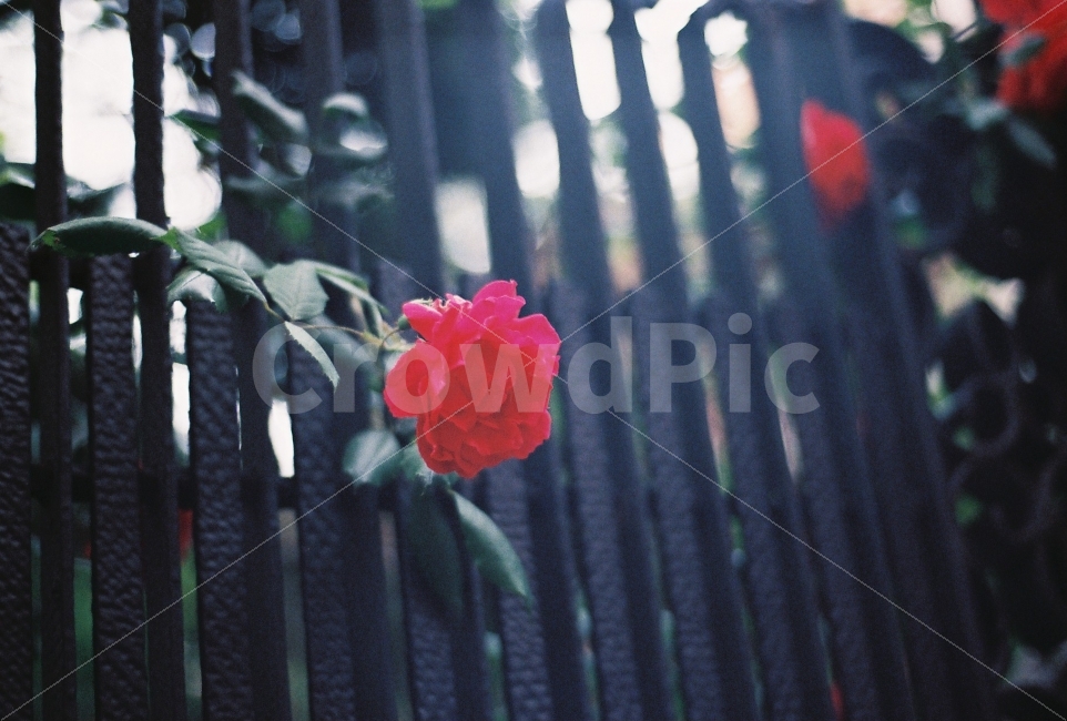 장미,5월의여왕,꽃,식물,nikonem,필름카메라,필름사진,감성사진,담장,식물,자연,plants,nature,꽃,flower,감성,sensible,feeling