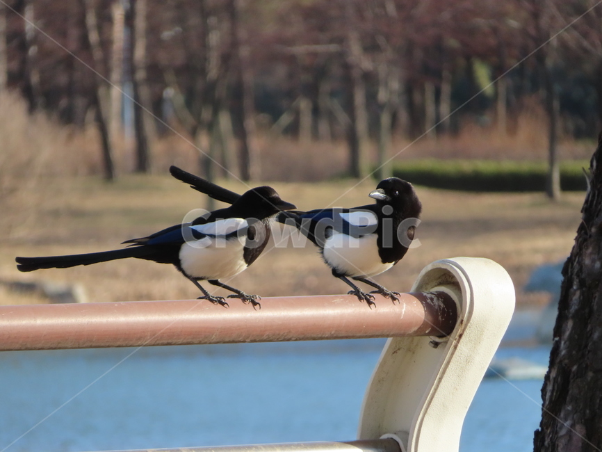 강가,까치,조류,새,커플,사랑,두마리,river,magpie,bird,birds,couple,love,two,동물,animal,조류,새,birds