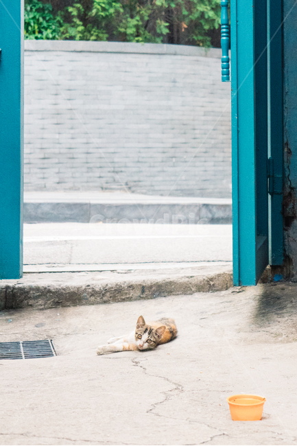 고양이,길냥이,길고양이,냥이,캣,cat,길냥,고양고양,동물,아기고양이,새끼고양이,동물,animal,포유류,mammal,고양이,cat,kitten,kitty