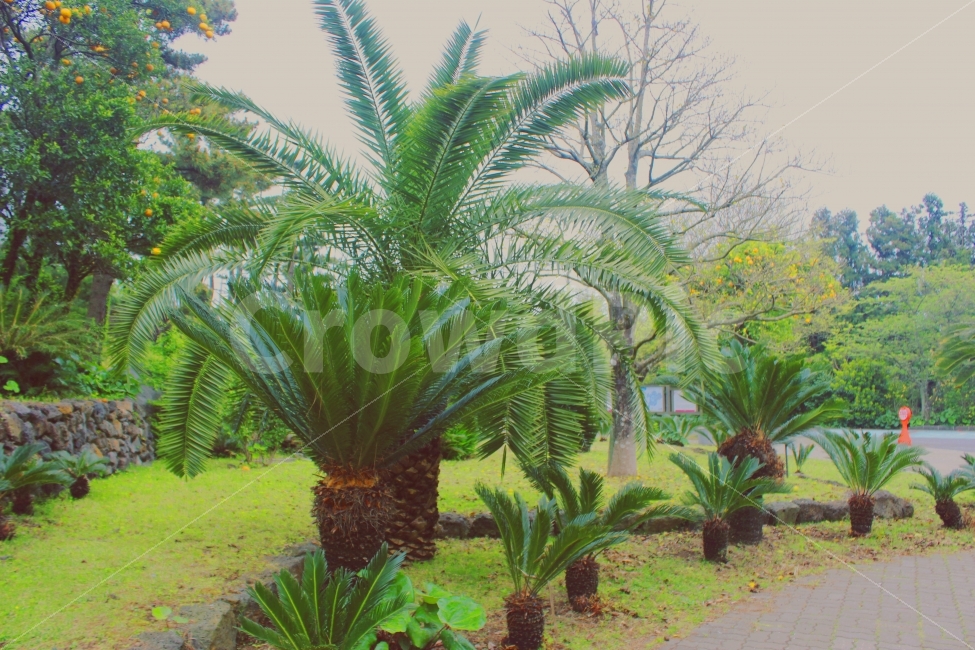제주도,야자수,나무,풀,하늘,야자수나무,자연,풍경,nature,landscape,제주도,jeju,jeju island,plant,식물