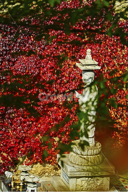 절,단풍,불상,한국,자연,temple,maple,korea,natuer,tradition,가을,조각상,동상,석상,조형물,statue,bronze statue,stone statue,종교,신앙,religion,belief,faith