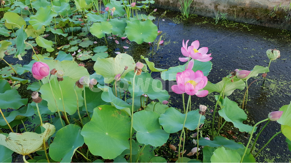 연밥,씨앗,여름,연못,식물,자연,초록,결실,꽃진자리,lotusseed,nature,plant,summer,수생식물,다년생,번식,생존,연꽃열매,연꽃씨앗,연곷,홍련,연잎,배경,배경이미지,배경화면,식물,자연,plants,nature,꽃,flower