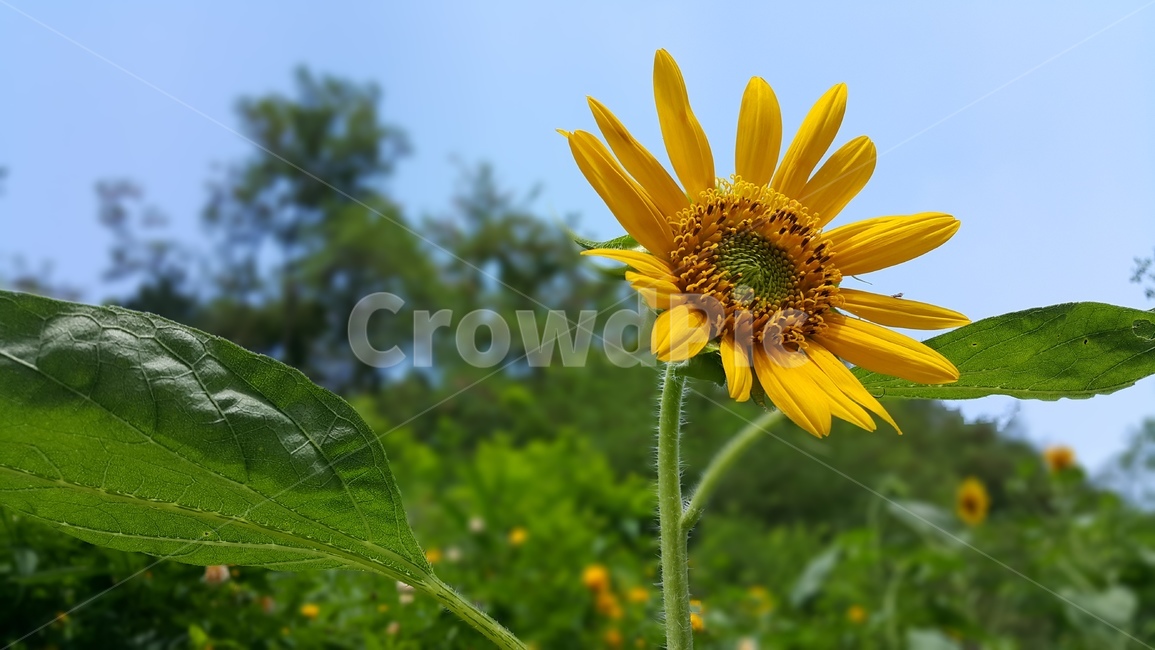 해바라기,꽃,야생화,노란색,wildflower