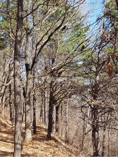나무,식물,자연,tree,trees,plant