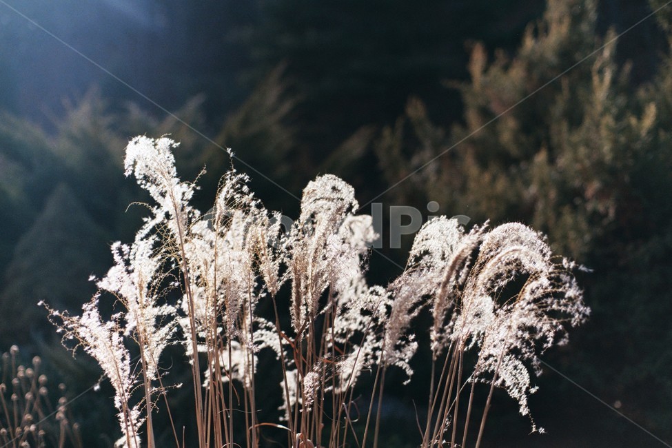 갈대,억새,억새풀,자연,풀,식물,자연,plants,nature