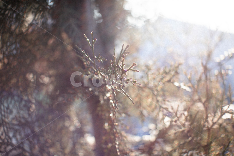 나뭇잎,침엽수,향나무,몽환적,햇살,식물,자연,plants,nature,나무,trees,wood