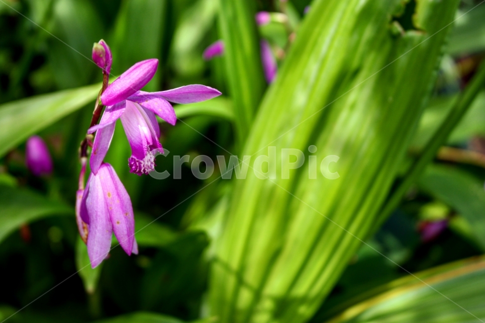 꽃,봄,따스함,풍경,여행,일상,초록,식물,자연,plants,nature,꽃,flower