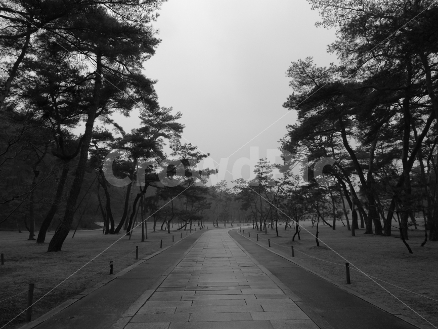 흑백,왕릉,소나무길,길,여유로움,자연,풍경,nature,landscape,흑백,모노톤,monochrome,black and white,path,통로