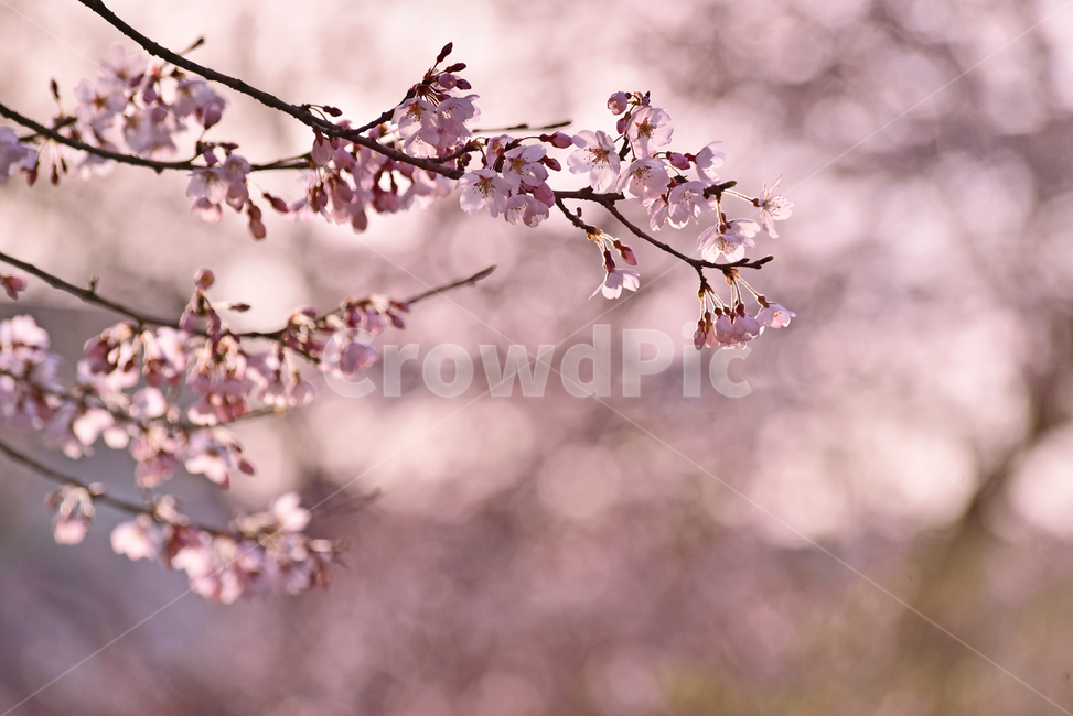 flare,pink,Cherry Blossom,Spring background,spring flowers,spring,petal,season,bokeh of light,Cherry Blossom Festival,close up,flowers,pink flower,springflowers,outdoor,outdoors,background,bokeh,tree flower