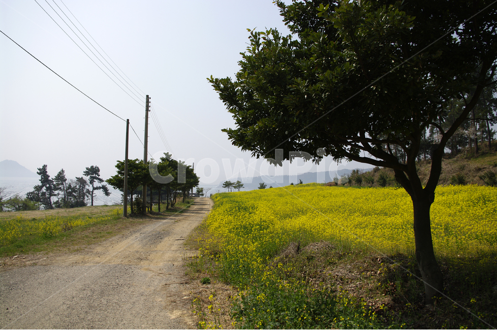 유채,유채꽃밭,꽃,봄,봄날,봄풍경,감성,spring,flower,노란색,진도,남해,봄길,산책,봄나들이,봄,계절,spring,season,자연,풍경,nature,landscape,한국자연풍경,한국자연경관,korea nature landscape,outdoors,옥외,field,들,grassland,목초지,rural,농촌,farm,농장