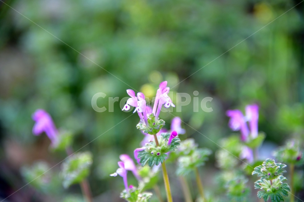 꽃,plant,식물,보라,초록,자연