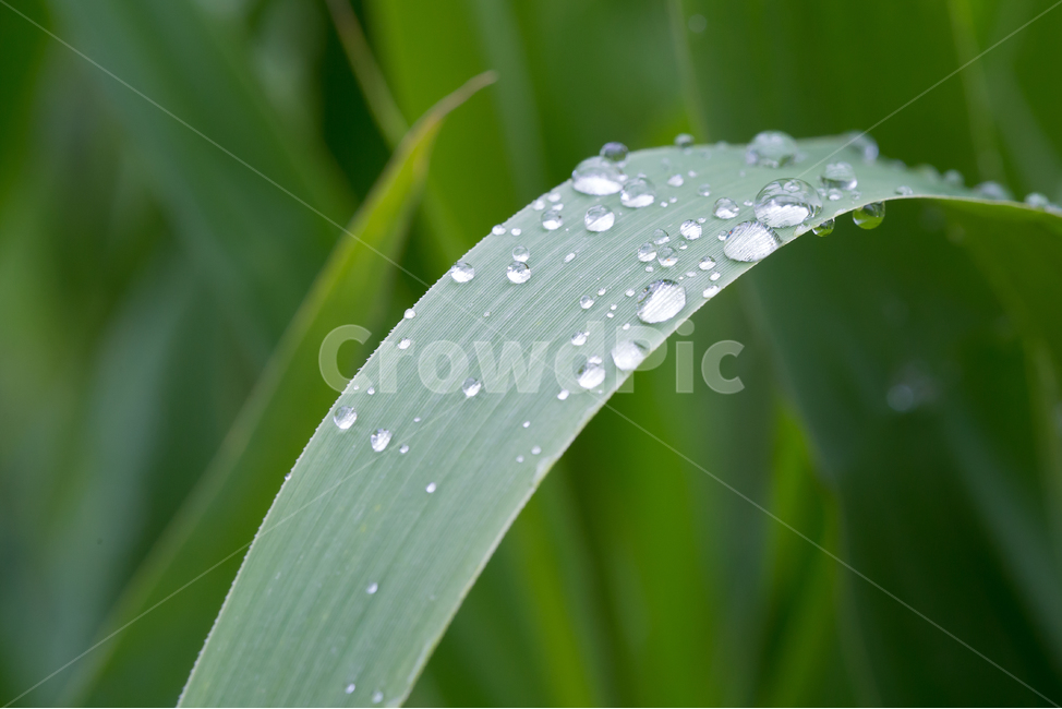 봄,아침이슬,빛방울,나뭇잎,비오는날,식물,자연,plants,nature,비,비오는날,rain,rainy