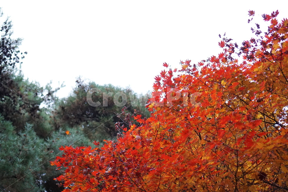 가을산,단풍,낙엽,나무,가을,가을,계절,fall,autumn,season,식물,자연,plants,nature,나무,trees,wood,leaf,잎,plant,tree,maple
