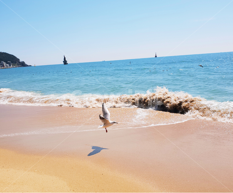 부산갈매기,파도,해운대,겨울바다,해운대바다,여름,계절,summer,season,해변,바다,beach,sea,outdoors,옥외,nature,자연,ocean,대양,water,물,shoreline,해안선,animal,동물,bird,새,coast,연안,바닷가