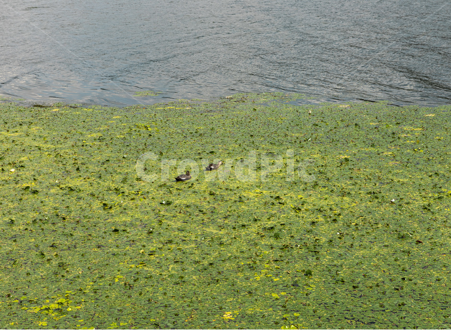 plant,식물,두물머리,오리,수초,풍경,자연,풍경,nature,landscape,algae,조류