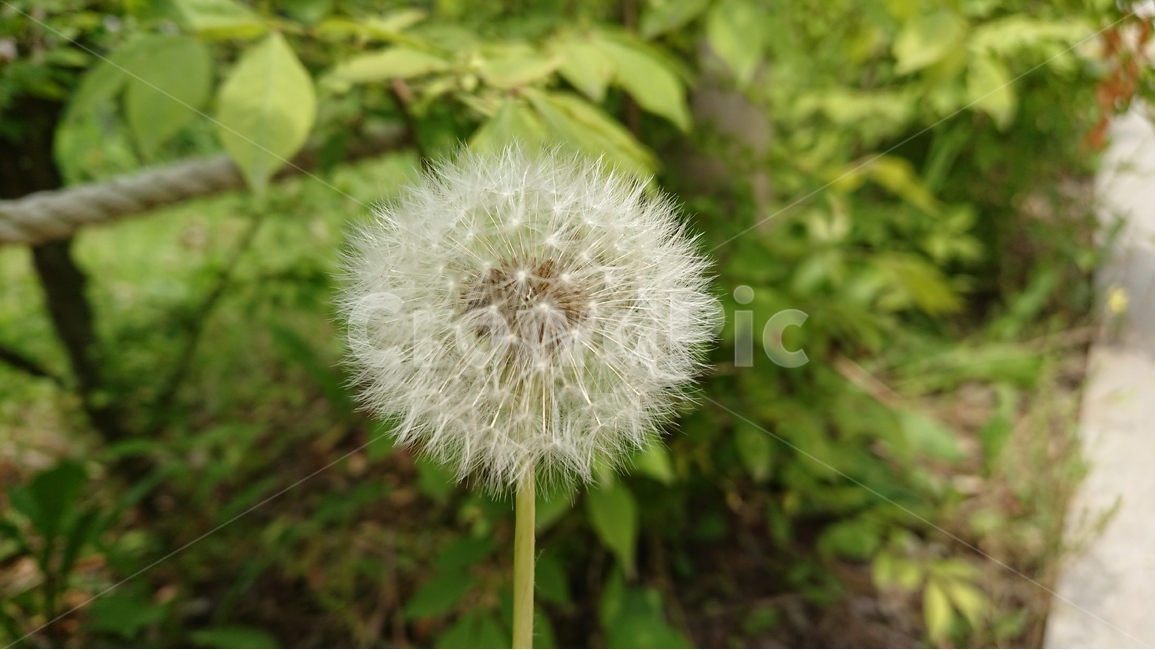 식물,꽃,씨,민들레,민들레홀씨,민들레씨,여름,식물,자연,plants,nature