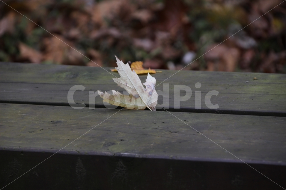 가을,낙엽,의자,쉼,안락,무등산,식물,자연,plants,nature,가을,계절,fall,autumn,season,leaf,잎,plant