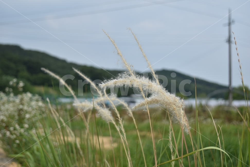 시골,향수,꽃,산,갈대,하늘,시골,마을,풍경,landscape,country,rural,town,식물,자연,plants,nature