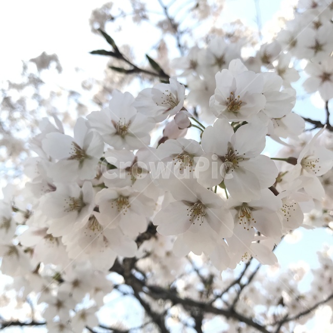 봄,벚꽃,꽃,자연,분홍