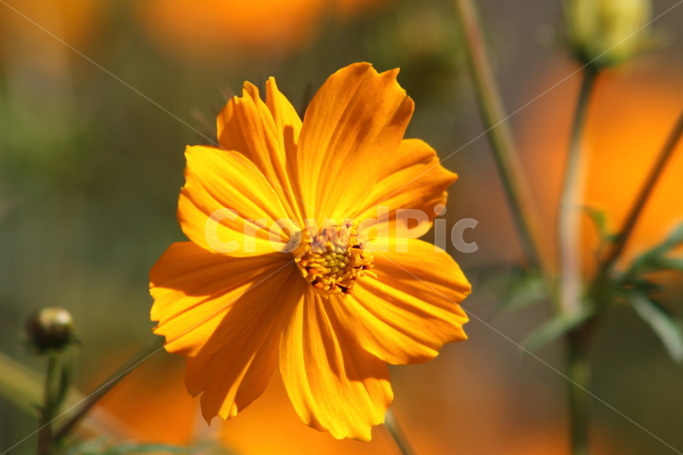 황화코스모스,노랑코스모스,코스모스,식물,yellowcosmos,식물,자연,plants,nature,꽃,flower