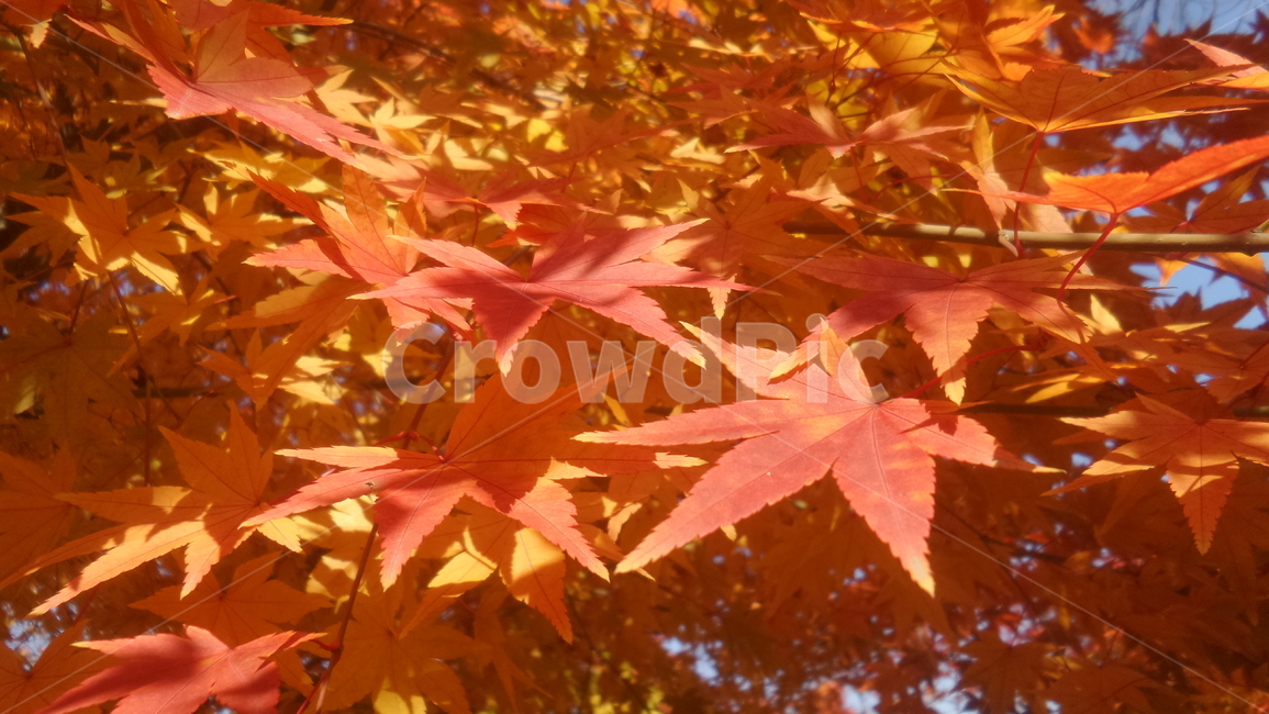 단풍,단풍나무,목련강,무환자나무목,관상수,낙엽활엽관목,정원수,붉은색단풍,가을,계절,fall,autumn,season,식물,자연,plants,nature,leaf,잎,plant,tree,나무,maple
